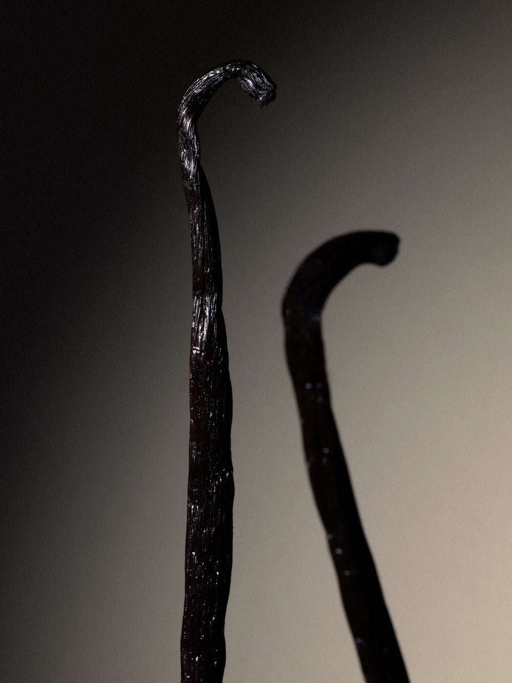 Two vanilla sticks standing up right on a cream color gradient background.